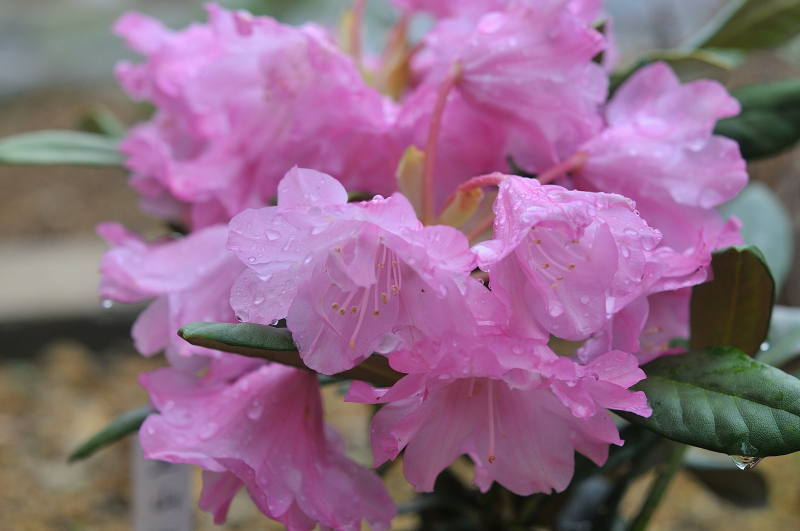ホンシャクナゲの花です