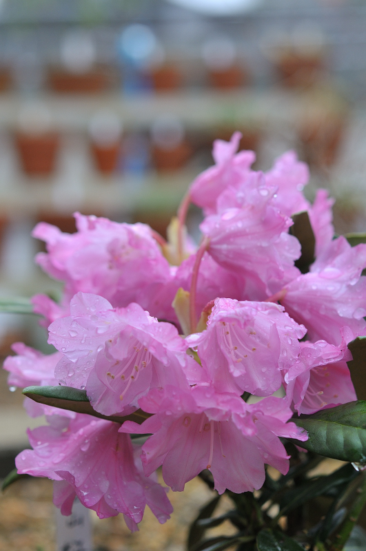 立山桜の花です