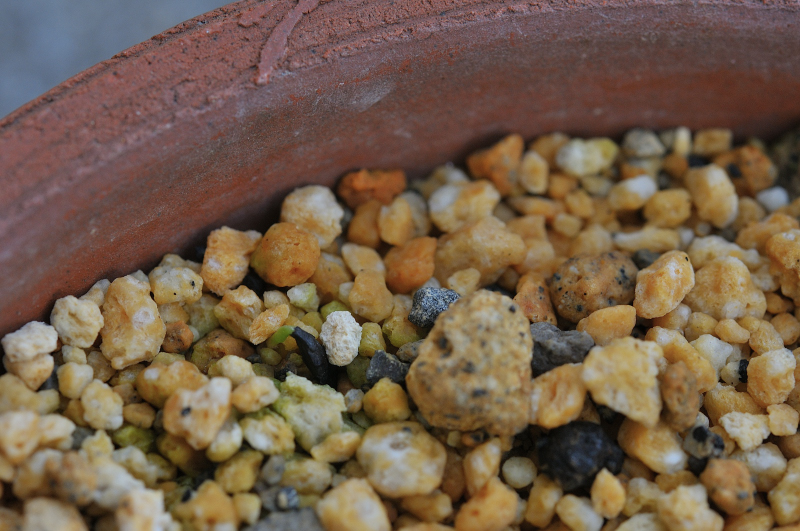 タチギボウシの発芽です