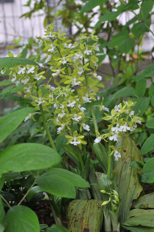 栃木県産ジエビネの花です
