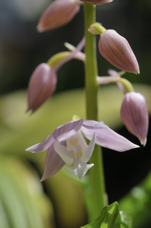 透き通るようなニオイエビネの花です