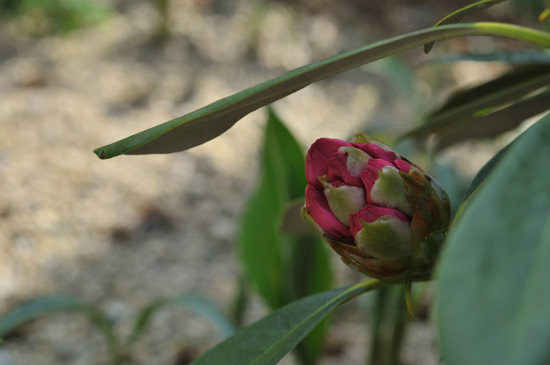 天城ボタンの花芽が動いて、色が付きました