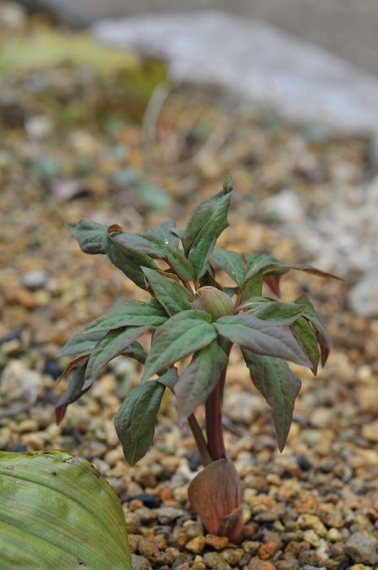 ヤマシャクヤクのつぼみです