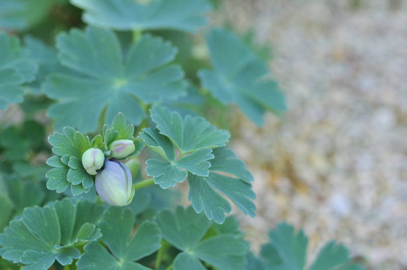 ミヤマオダマキのつぼみです