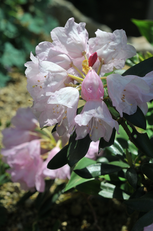 オキシャクナゲの花のアップです