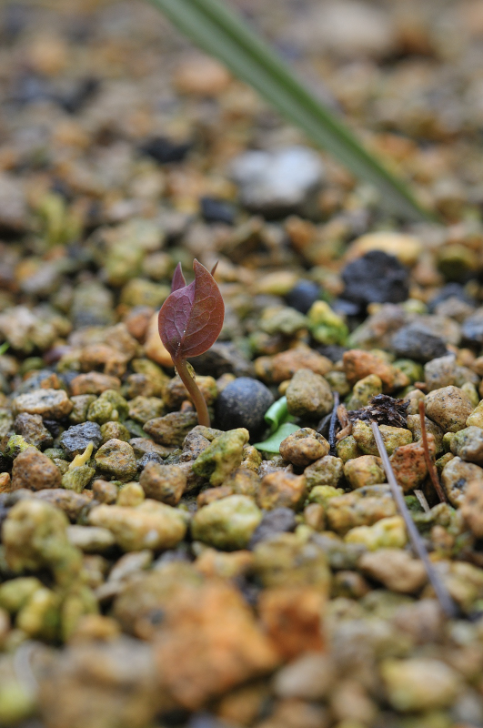 ヤマシャクヤクの種から芽が出た様子