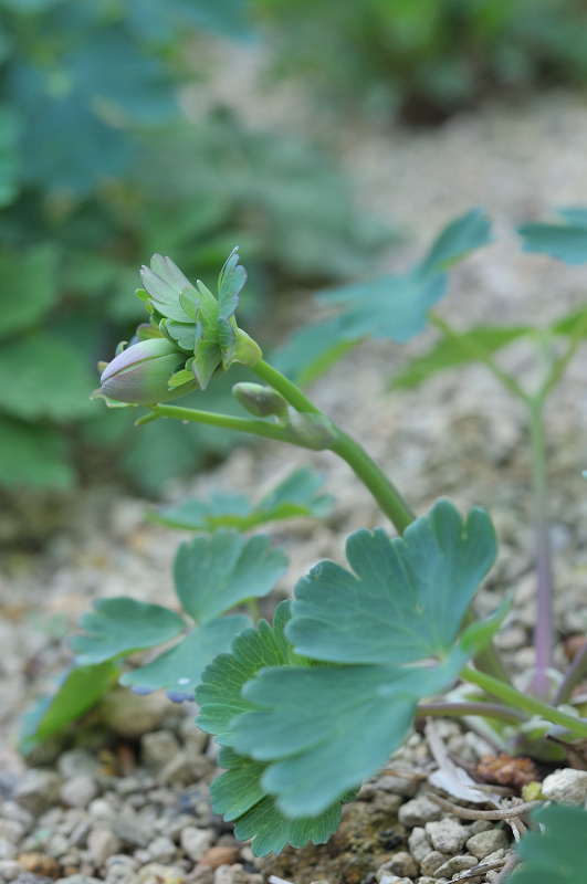 ミヤマオダマキのつぼみです