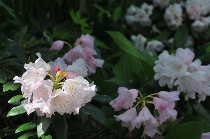 オキシャクナゲです