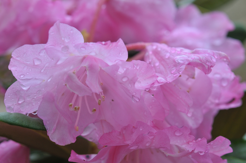 ホンシャクナゲ(立山桜)の花のアップです