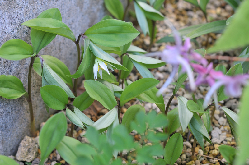 チゴユリの花です