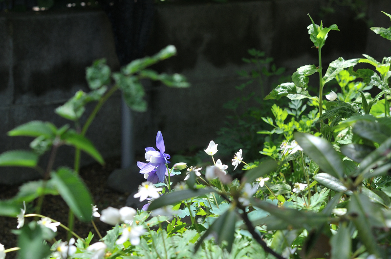 ニリンソウとミヤマオダマキ。