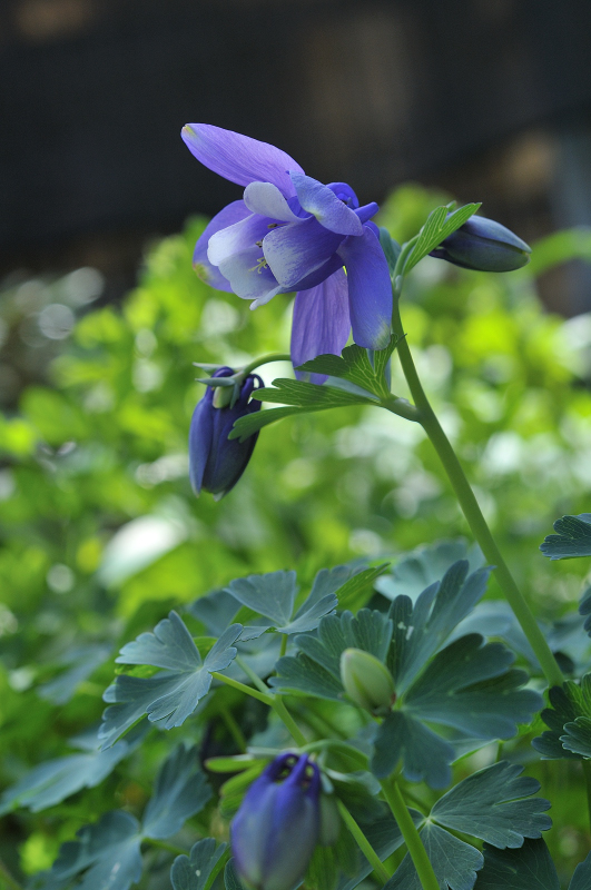 ミヤマオダマキの花です