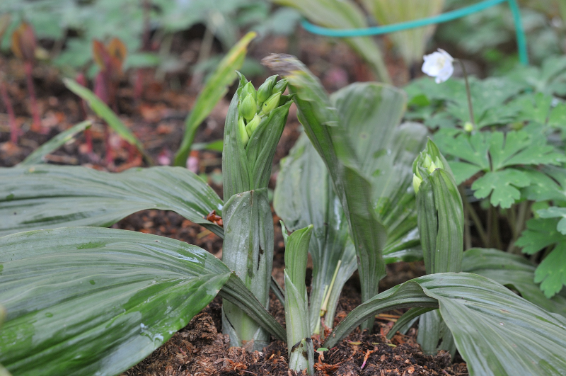 ３芽あるうち、２芽が花を付けました