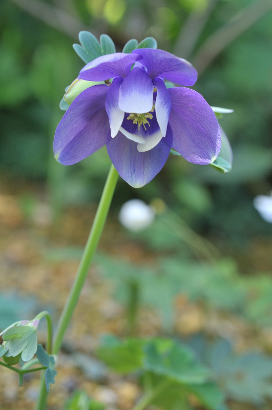 ミヤマオダマキの花のアップ