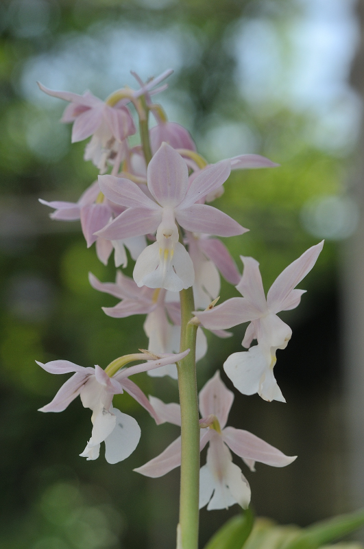 ニオイエビネの花です