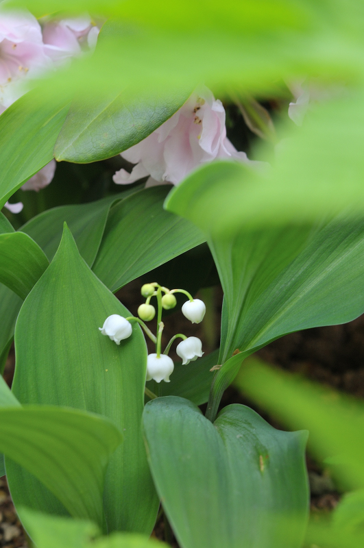 スズランの花です
