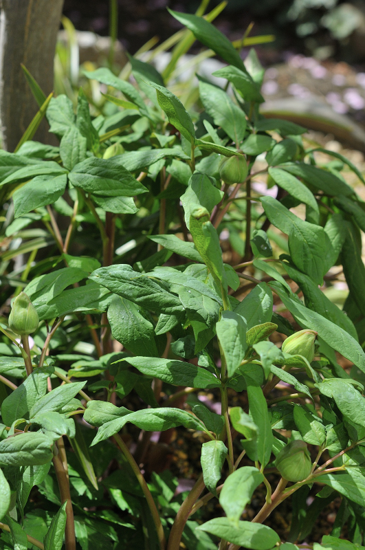 ヤマシャクヤクの蕾たち