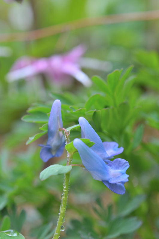 エゾエンゴサクとイカリソウ