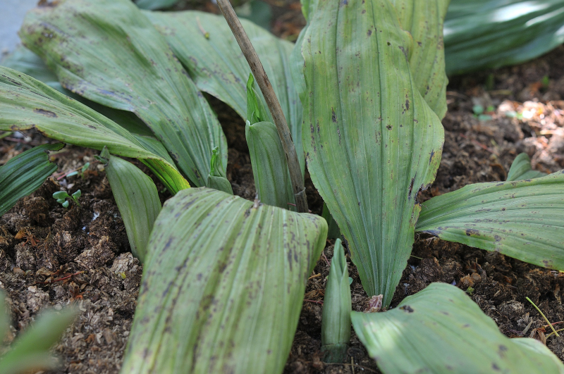 ジエビネの新芽です