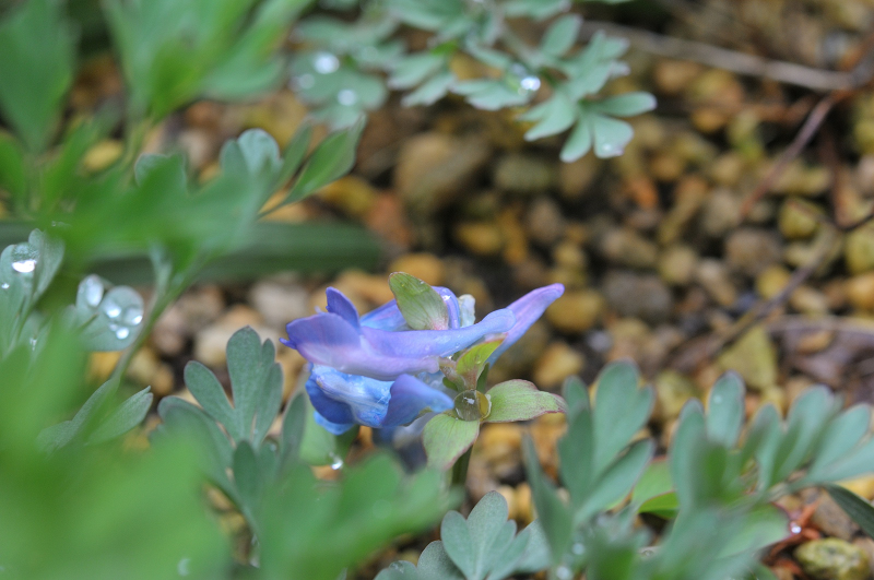 エゾエンゴサクの花が咲き始めました