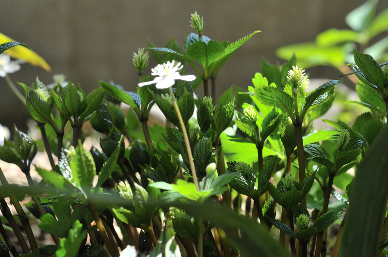 日陰に植えているヒトリシズカです。