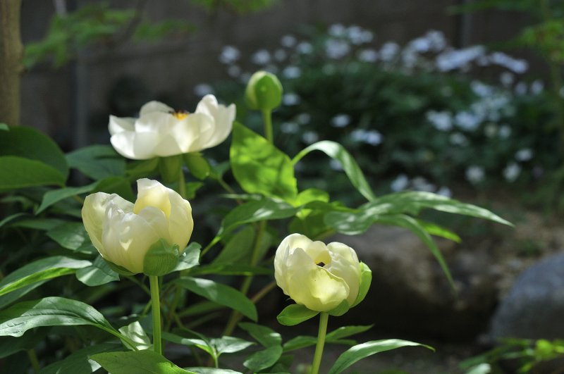 ヤマシャクヤクの花が咲きました