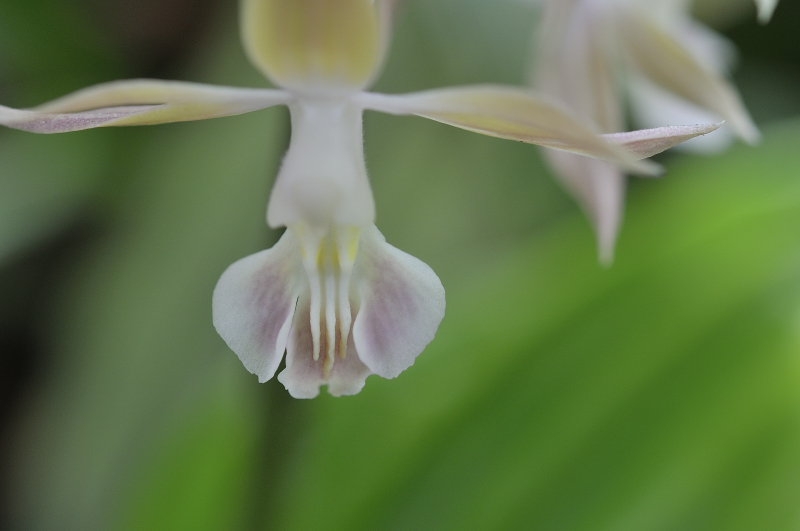 舌のアップです