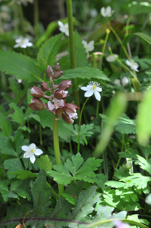 ジエビネとニリンソウ