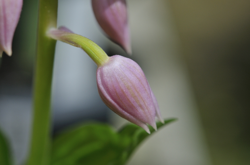 ニオイエビネの蕾のアップです