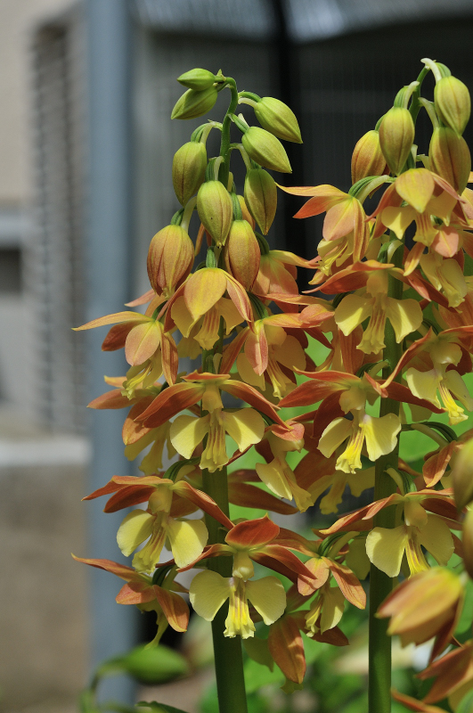 タカネエビネの花です
