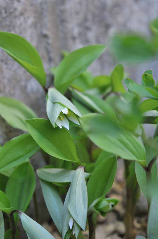 チゴユリの花弁