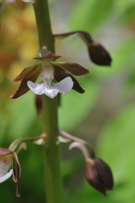 ジエビネの花です
