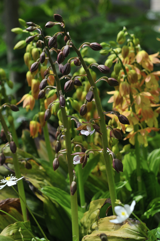 ジエビネとタカネエビネ