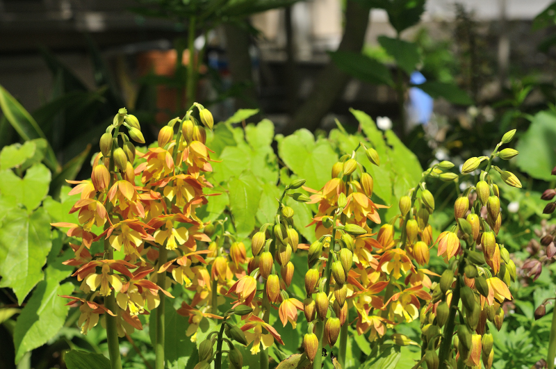 タカネエビネの花です