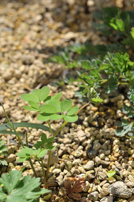 エゾエンゴサクのつぼみです