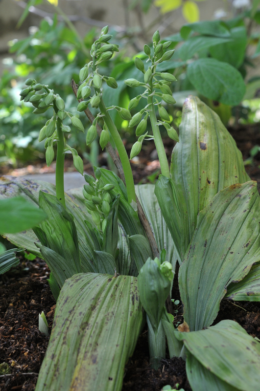 ジエビネのつぼみです