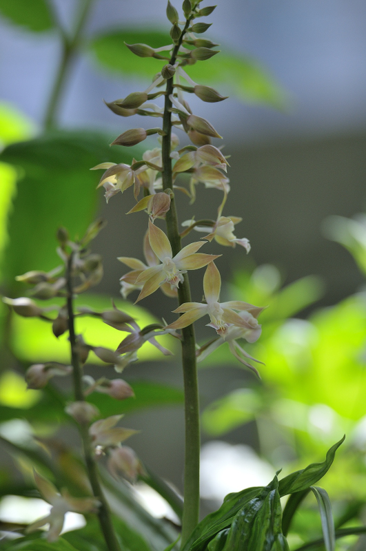我が家で２番目に大きい八丈島産エビネです。