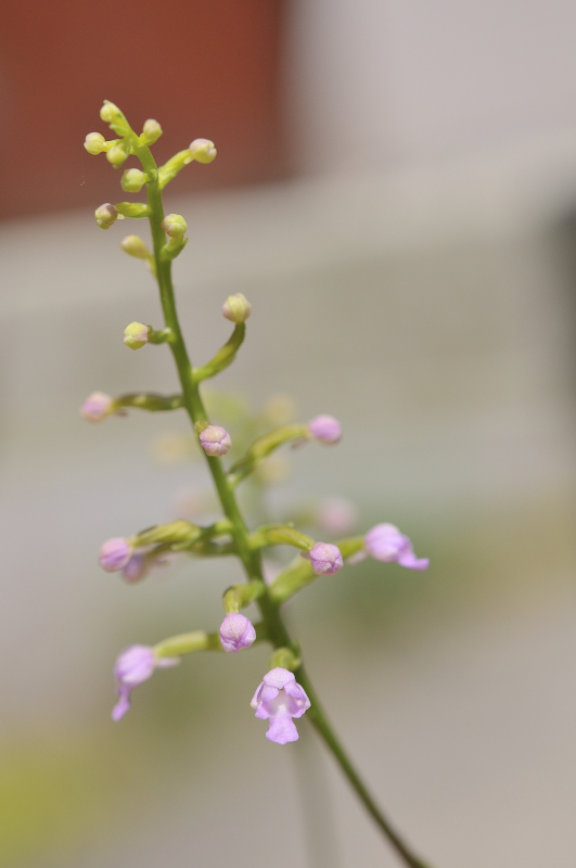 ヒナランの全体図