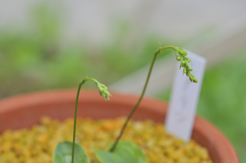 沢山の蕾があります