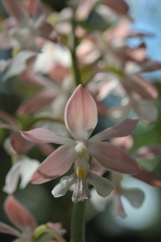 コオズエビネの花です