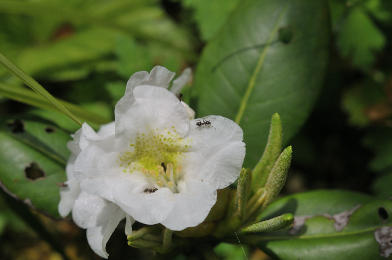 エリモシャクナゲの花です