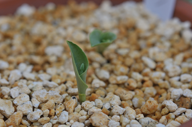 ヒナランの蕾が出てきました