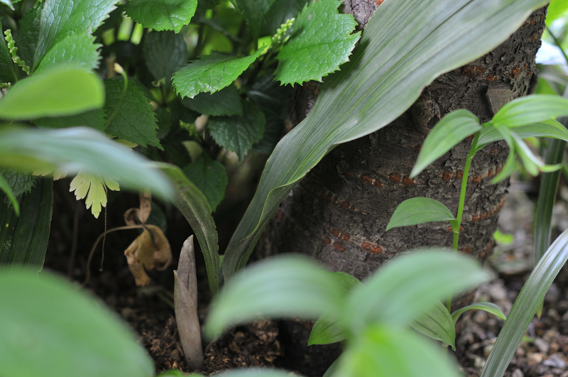 サイハイランの芽です