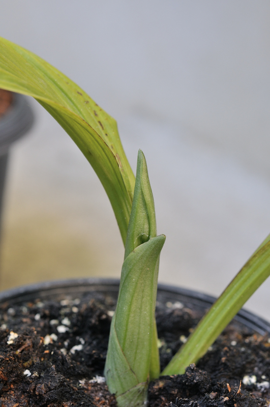 御蔵桜丸の新芽です
