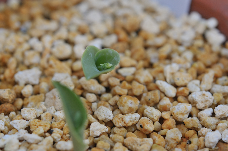 ２株蕾がありますね