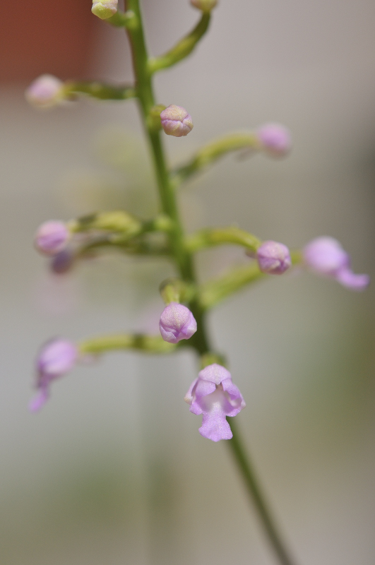 ヒナランの花です