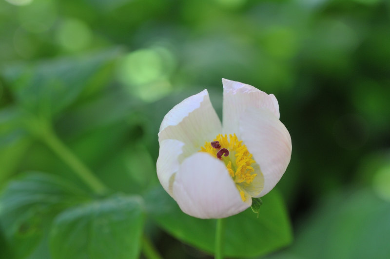 ベニバナヤマシャクヤクの花です