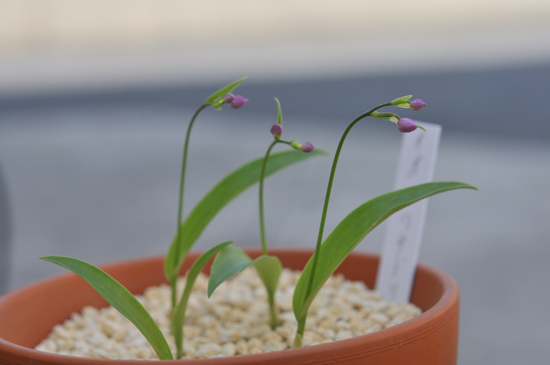 オオイワチドリのつぼみです