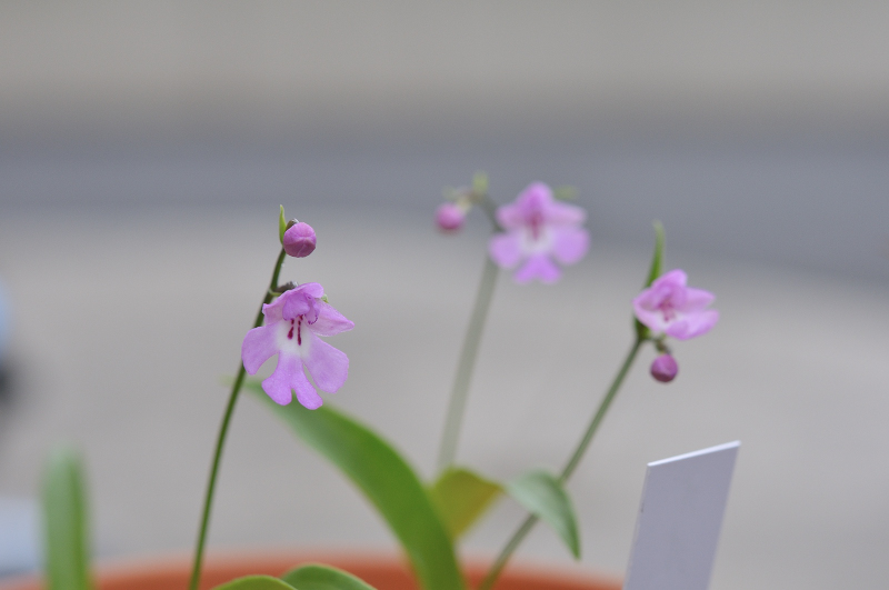 オオイワチドリの花です