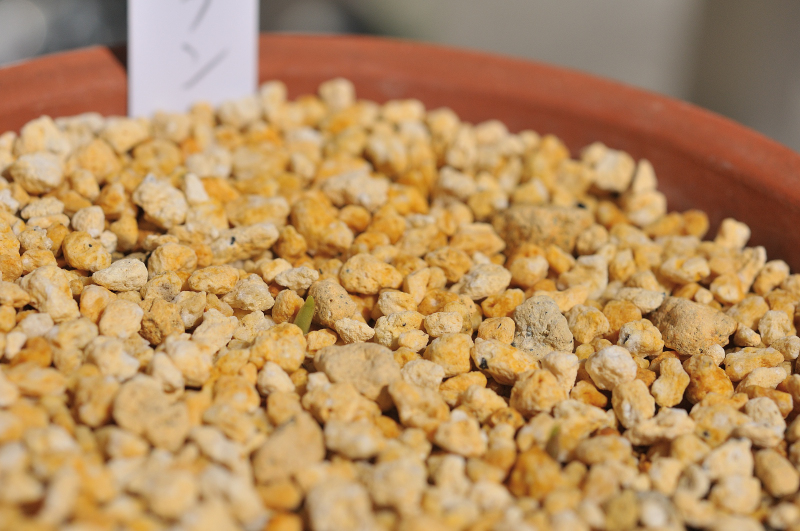 ヒナランの芽です